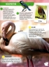 Птицы. 250 невероятных фактов. Энциклопедия в дополненной реальности