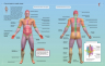 Иллюстрированный атлас. Анатомия человека